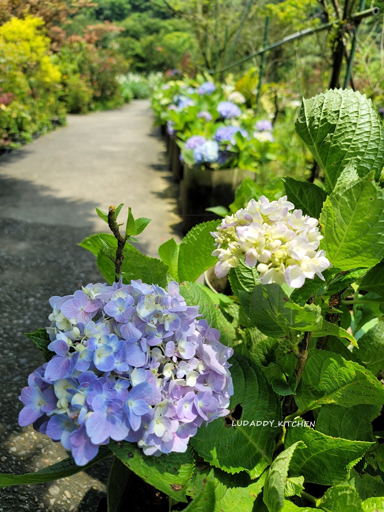 【陽明山美食】海芋繡球花季，竹子湖苗榜餐廳賞花吃美食