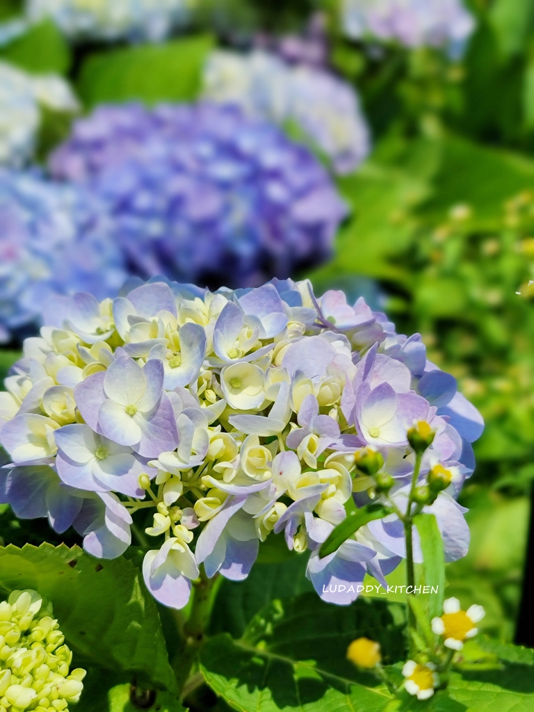 【陽明山美食】海芋繡球花季，竹子湖苗榜餐廳賞花吃美食