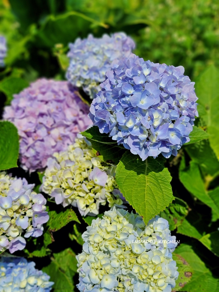 【陽明山美食】海芋繡球花季，竹子湖苗榜餐廳賞花吃美食