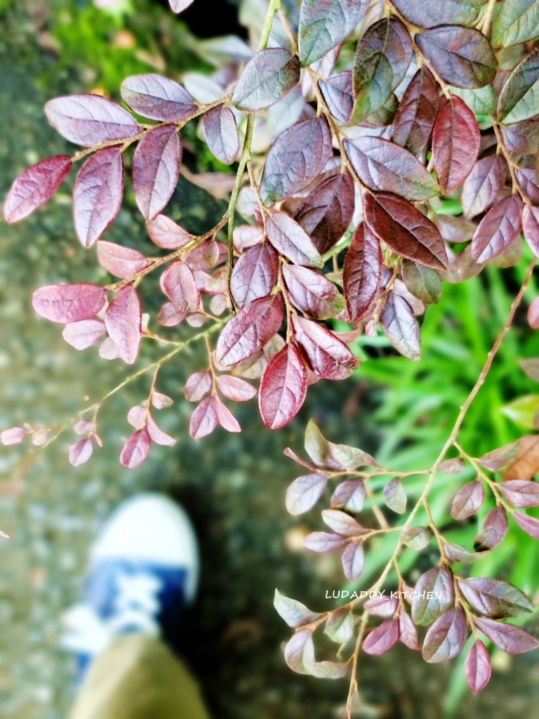 【陽明山美食】海芋繡球花季，竹子湖苗榜餐廳賞花吃美食