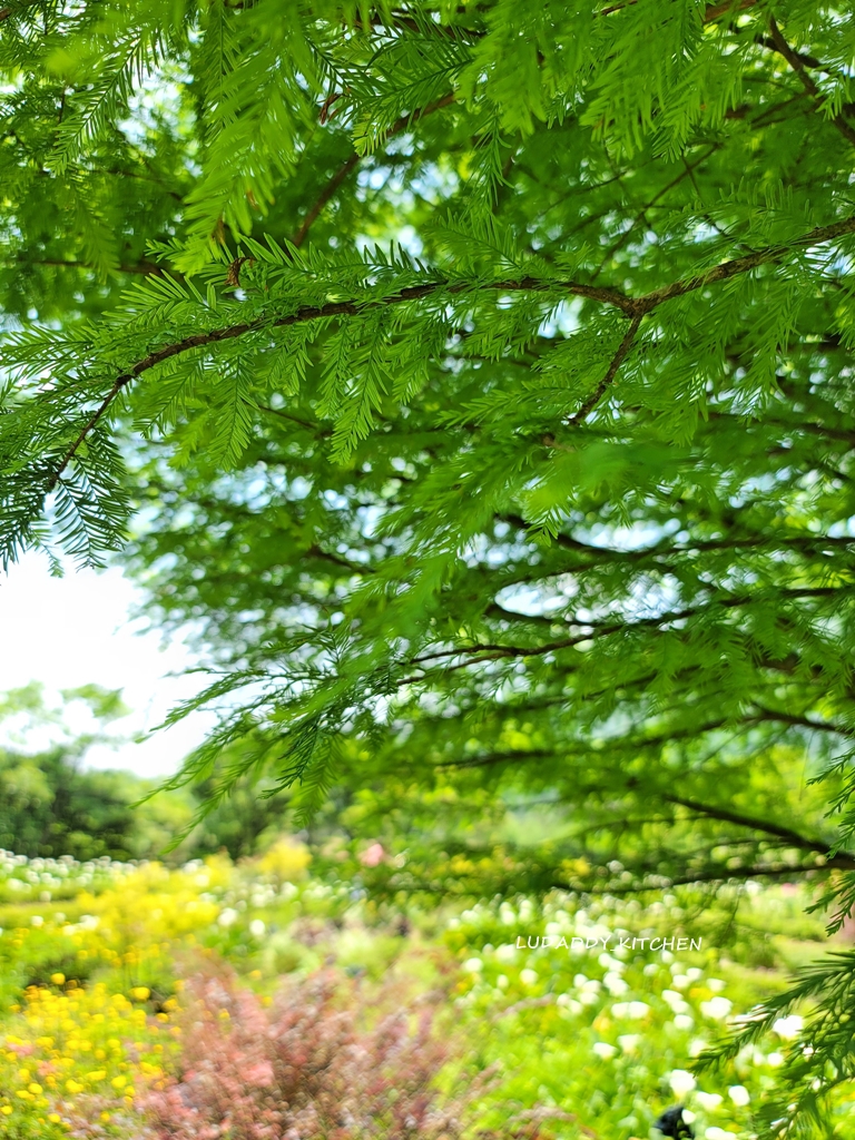 【陽明山美食】海芋繡球花季，竹子湖苗榜餐廳賞花吃美食