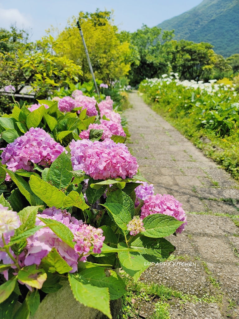 【陽明山美食】海芋繡球花季，竹子湖苗榜餐廳賞花吃美食