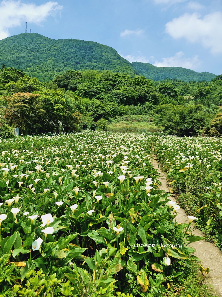 【陽明山美食】海芋繡球花季，竹子湖苗榜餐廳賞花吃美食