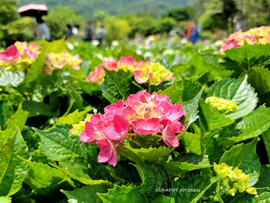 【陽明山美食】海芋繡球花季，竹子湖苗榜餐廳賞花吃美食