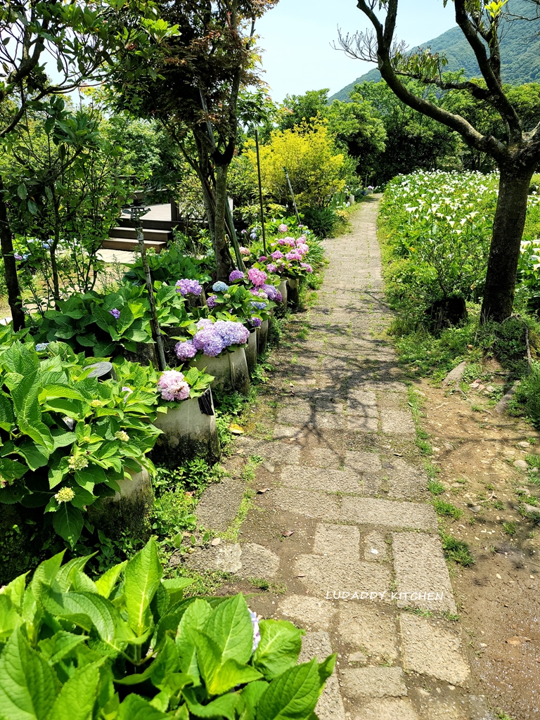 【陽明山美食】海芋繡球花季，竹子湖苗榜餐廳賞花吃美食