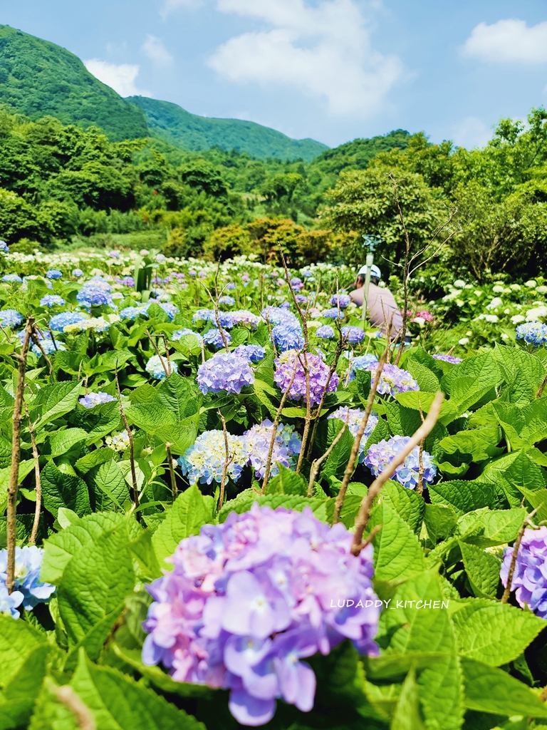 【陽明山美食】海芋繡球花季，竹子湖苗榜餐廳賞花吃美食