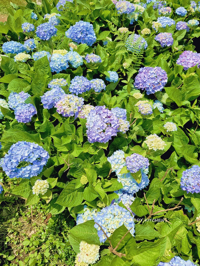 【陽明山美食】海芋繡球花季，竹子湖苗榜餐廳賞花吃美食