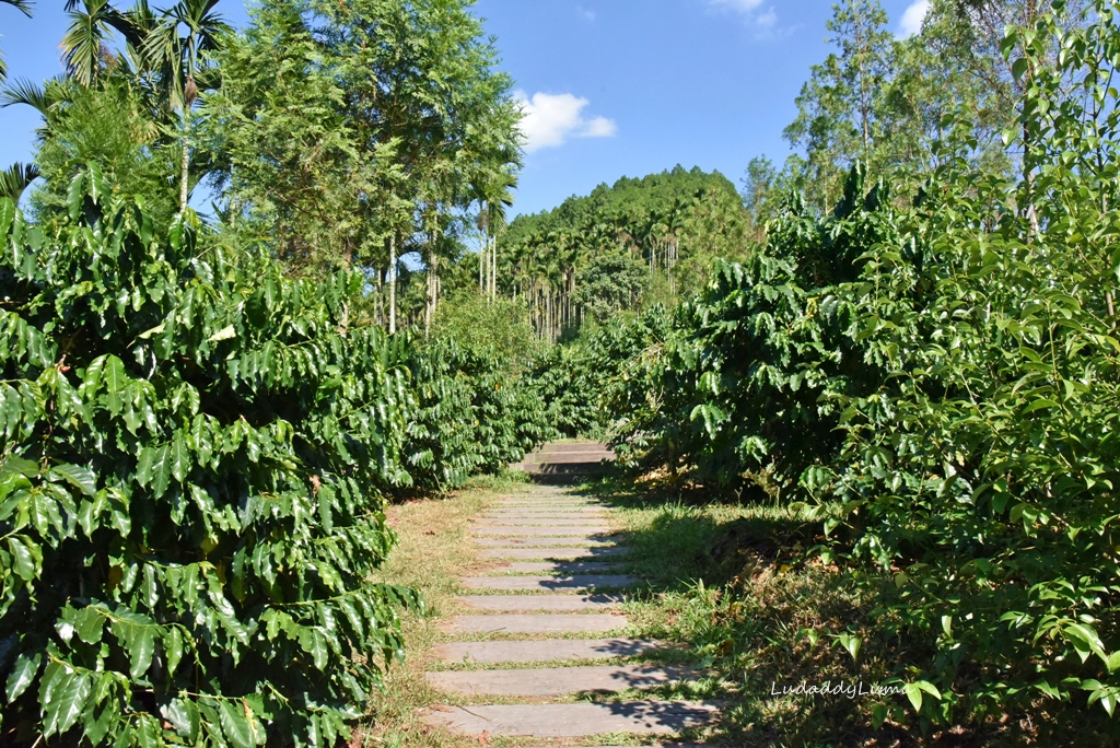 鹿篙咖啡莊園│日月潭茶園秘境景觀咖啡廳